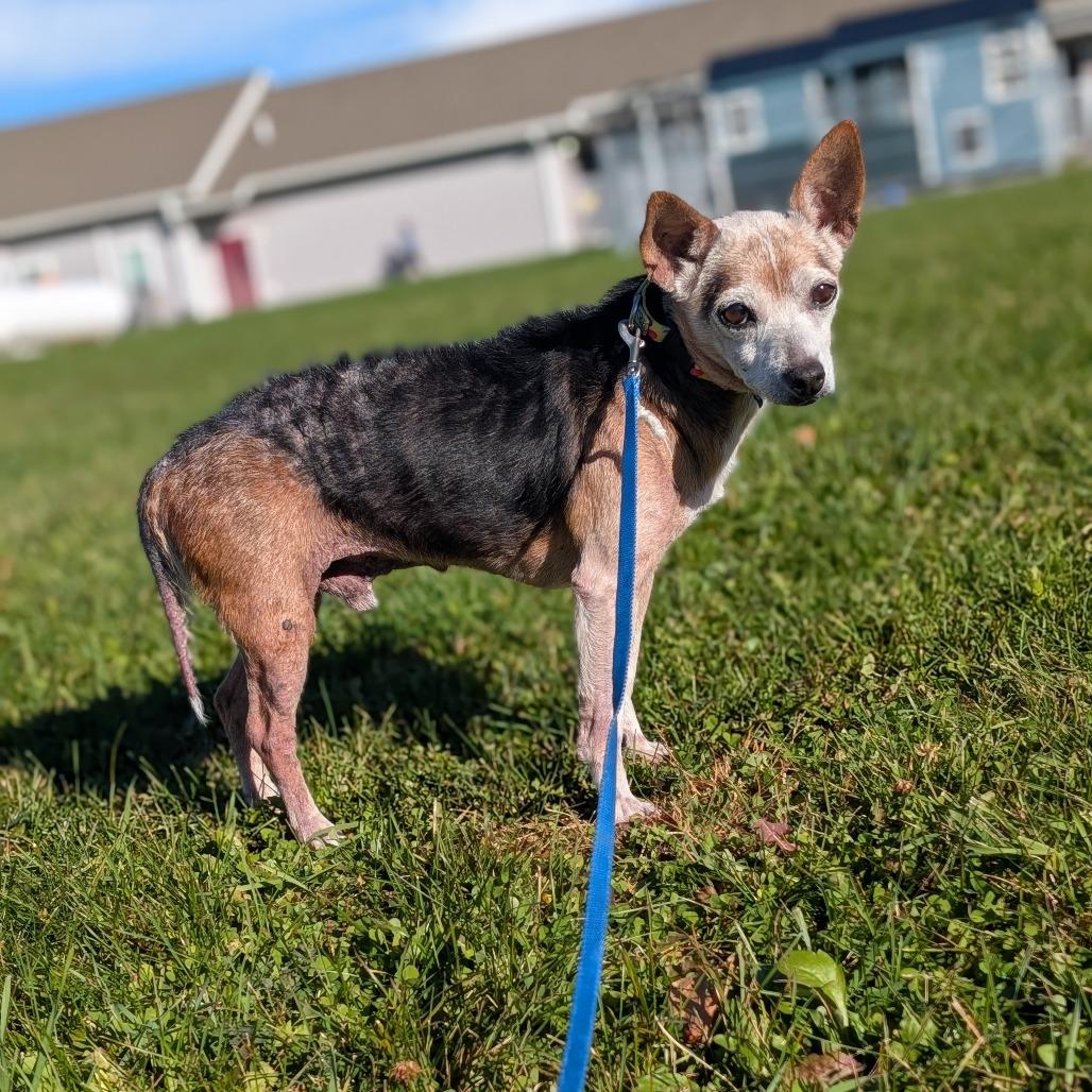 Enlarge Petie, a Adoptable mixed breed in East Smithfield , PA image 2/6