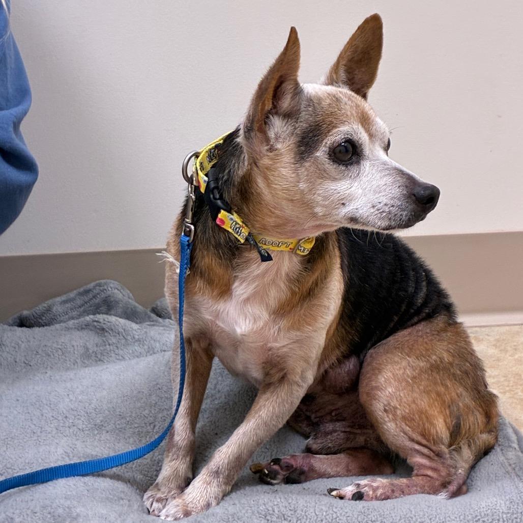 Enlarge Petie, a Adoptable mixed breed in East Smithfield , PA image 3/6