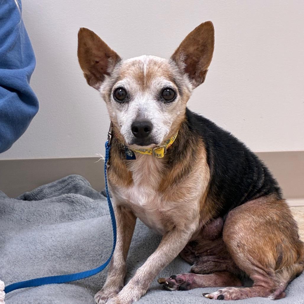 Enlarge Petie, a Adoptable mixed breed in East Smithfield , PA image 4/6