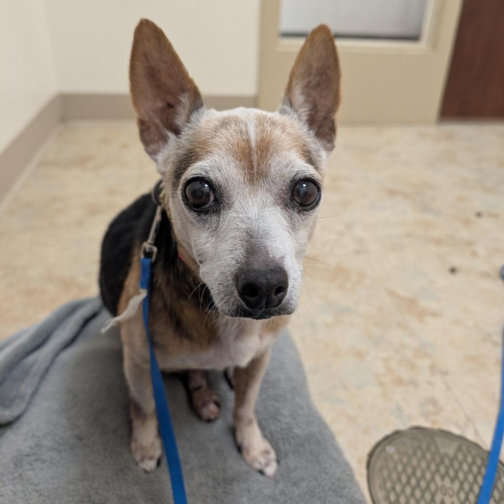 Enlarge Petie, a Adoptable mixed breed in East Smithfield , PA image 6/6