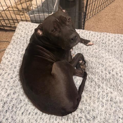 Enlarge Nona, a Adoptable Mixed Breed in Allentown, PA image 1/6