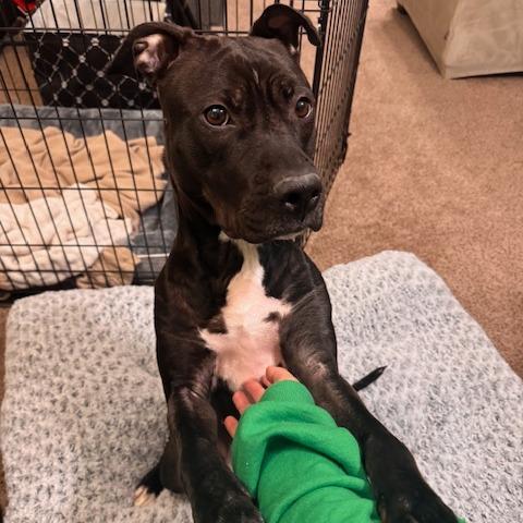 Enlarge Nona, a Adoptable Mixed Breed in Allentown, PA image 2/6