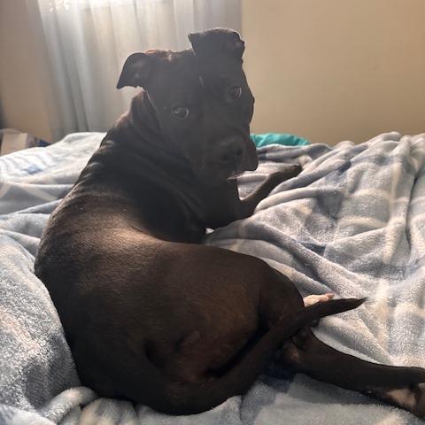 Enlarge Nona, a Adoptable Mixed Breed in Allentown, PA image 3/6