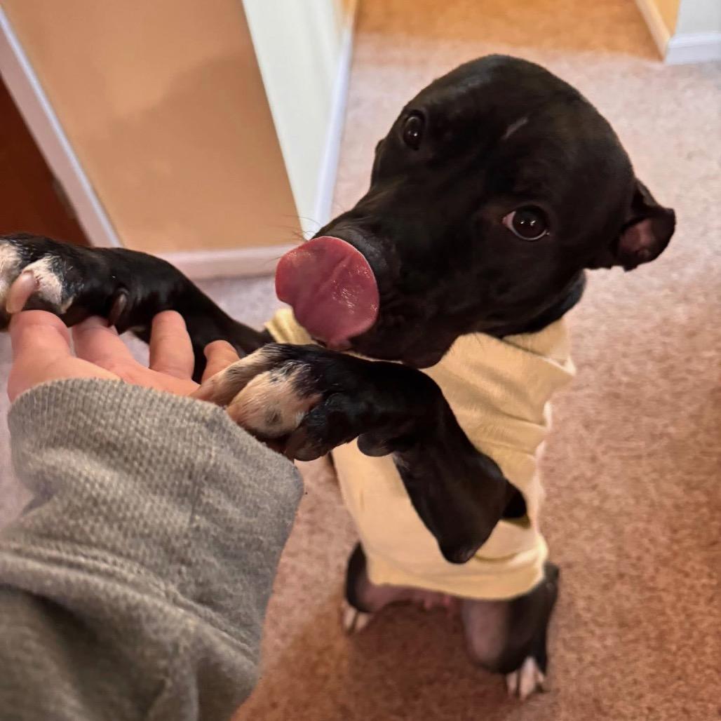 Enlarge Nona, a Adoptable Mixed Breed in Allentown, PA image 3/6