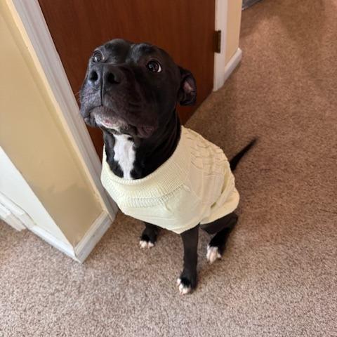 Enlarge Nona, a Adoptable Mixed Breed in Allentown, PA image 4/6