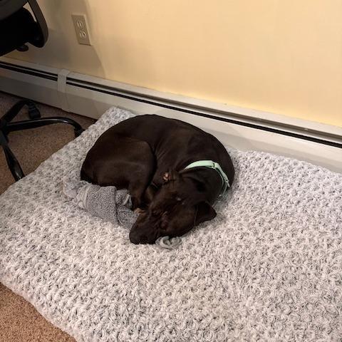 Enlarge Nona, a Adoptable Mixed Breed in Allentown, PA image 5/6