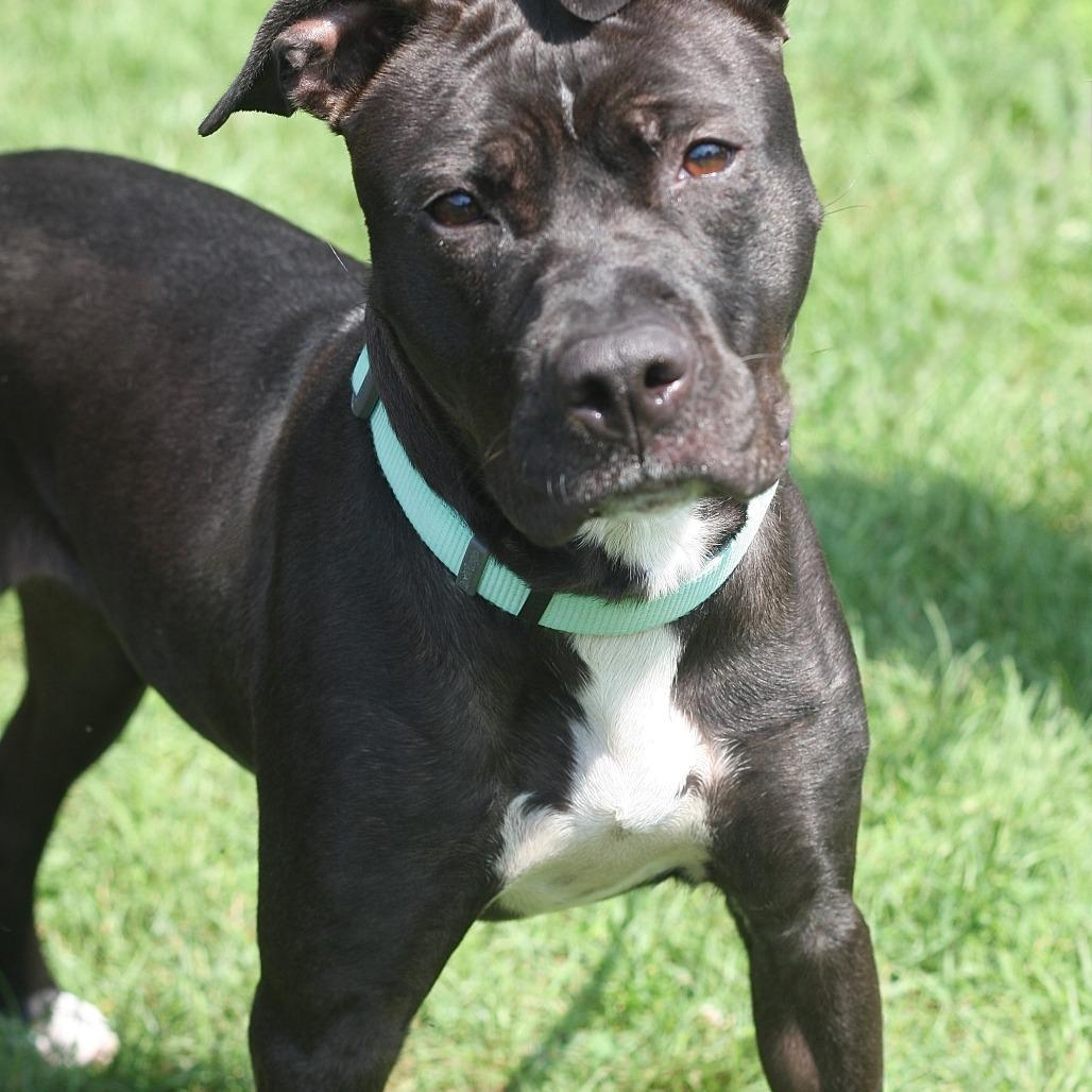Enlarge Nona, a Adoptable Mixed Breed in Allentown, PA image 1/1