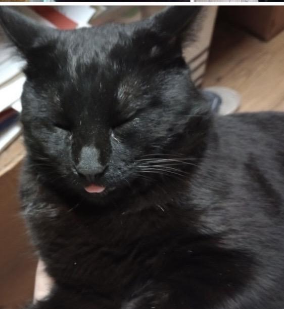 Milo photo
