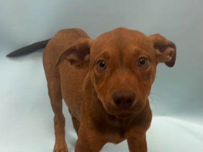Enlarge Catapult, a Adoptable mixed breed in Woodbury, MN image 1/1