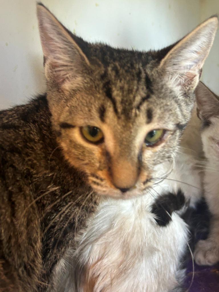 Morgan, Adoptable, Young Female Domestic Short Hair.