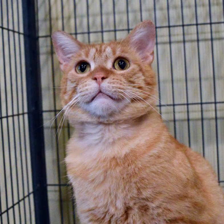 Enlarge Leo, a Adoptable Domestic Short Hair in Saint Charles, MO image 1/6