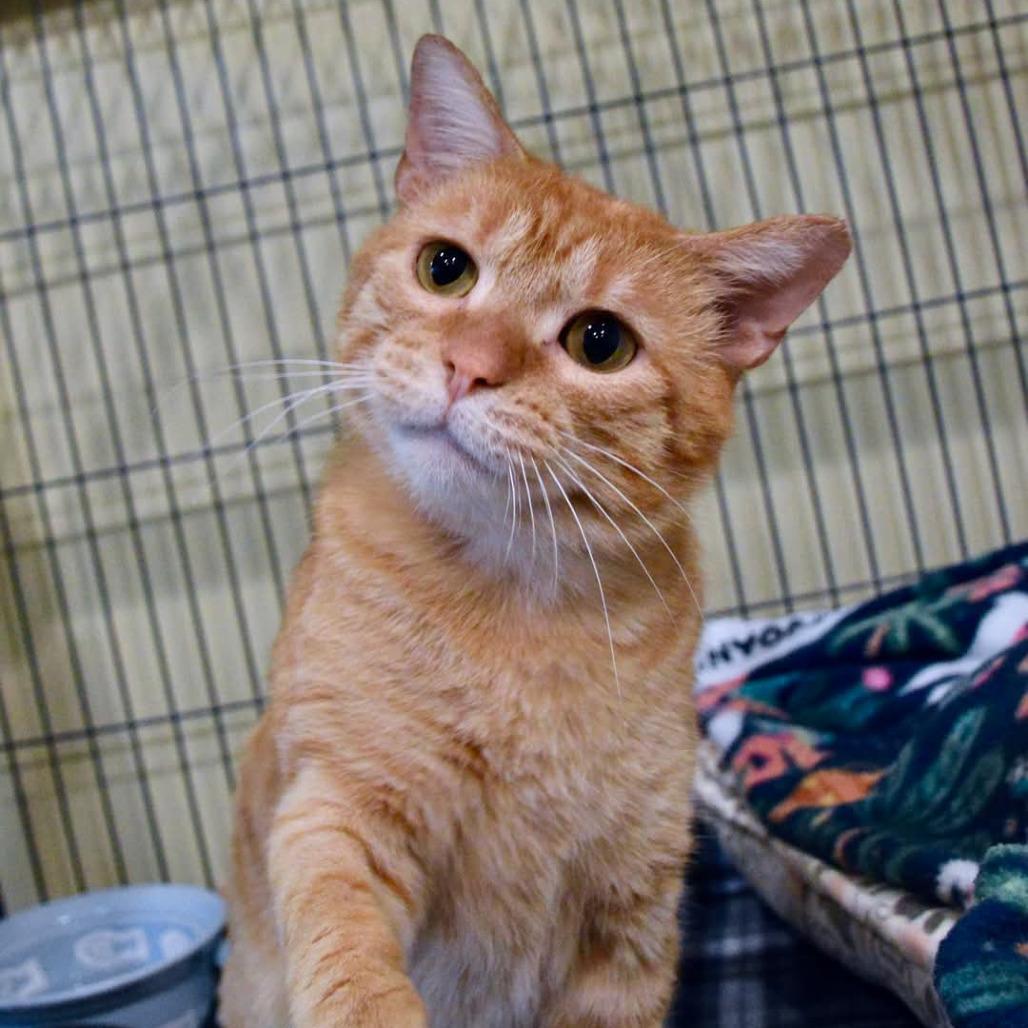 Enlarge Leo, a Adoptable Domestic Short Hair in Saint Charles, MO image 2/6