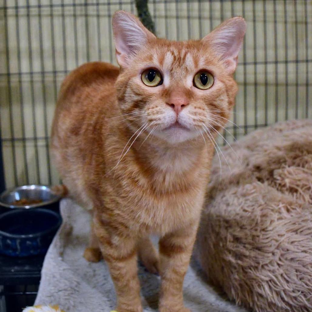 Enlarge Leo, a Adoptable Domestic Short Hair in Saint Charles, MO image 3/6