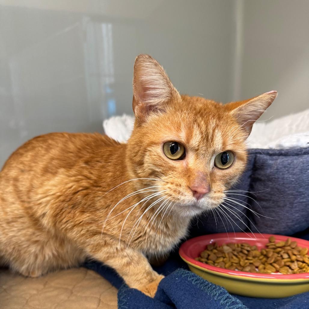 Enlarge Leo, a Adoptable Domestic Short Hair in Saint Charles, MO image 4/6