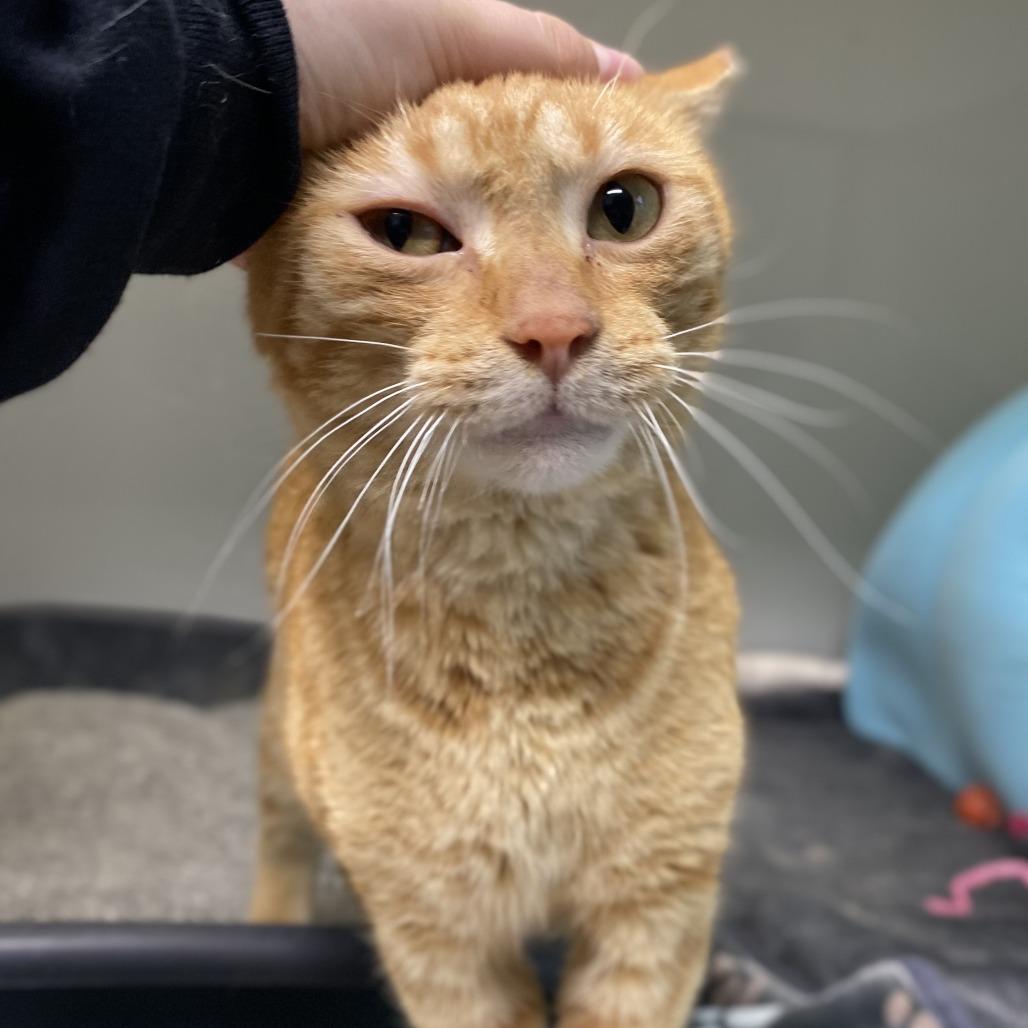 Enlarge Leo, a Adoptable Domestic Short Hair in Saint Charles, MO image 5/6