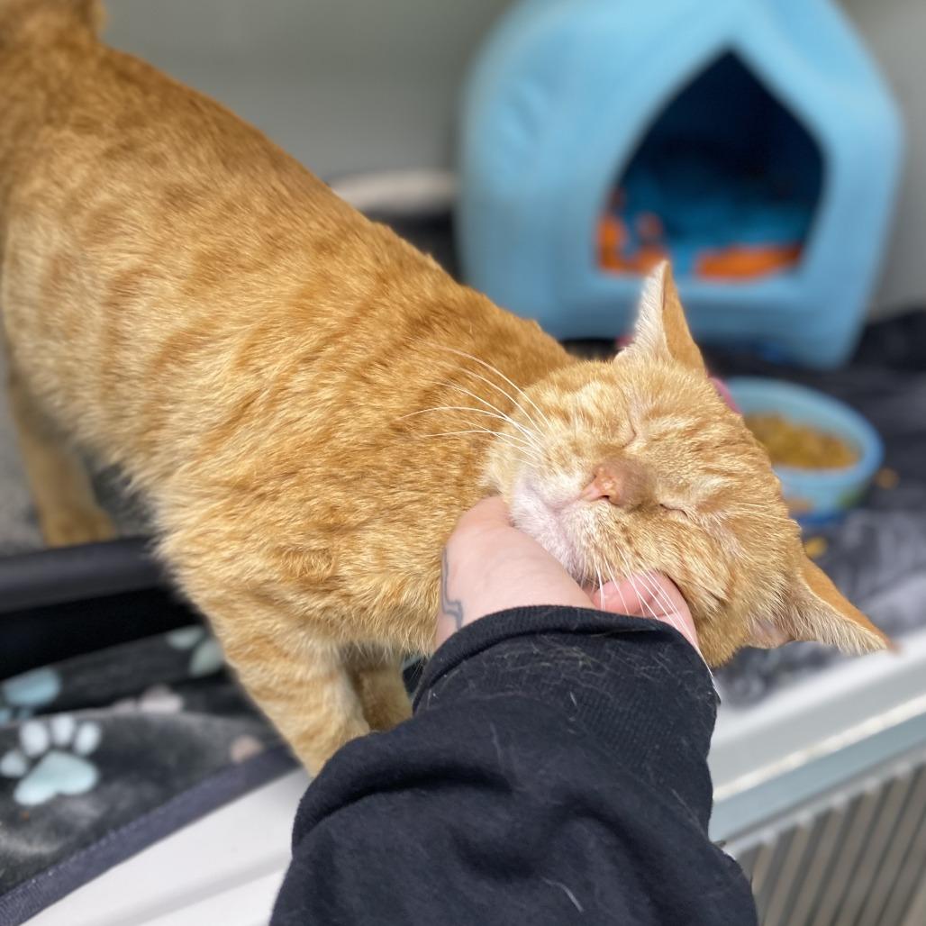 Enlarge Leo, a Adoptable Domestic Short Hair in Saint Charles, MO image 6/6