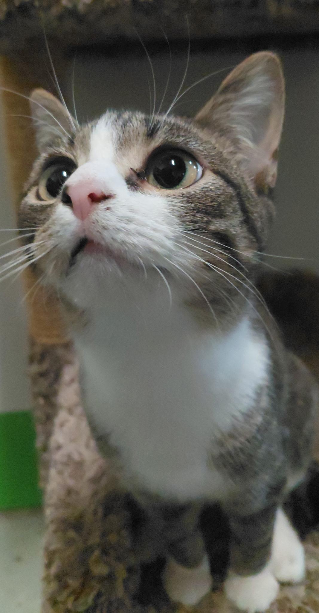 Enlarge Wonder, a Adoptable Domestic Short Hair in Billings, MT image 2/5