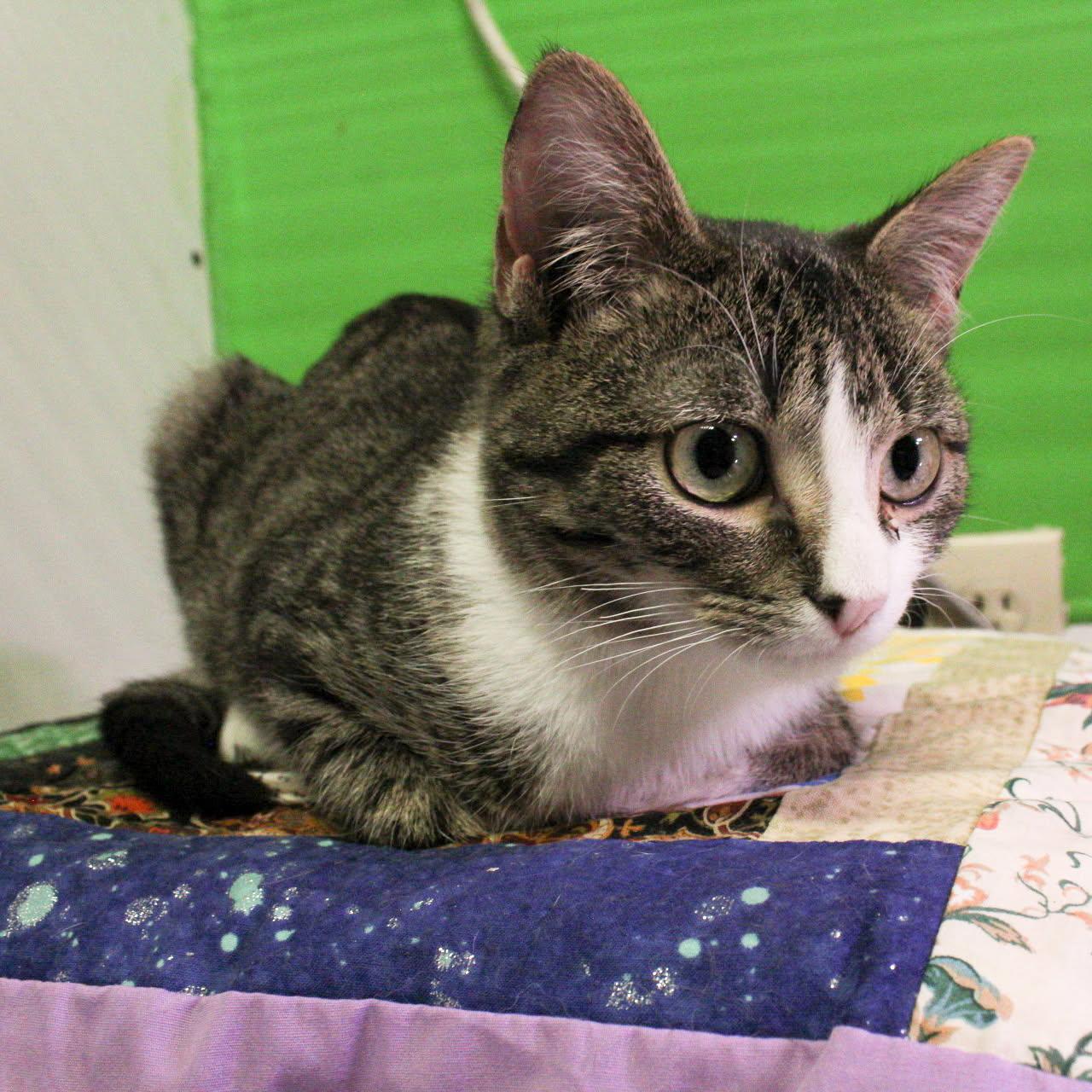 Enlarge Wonder, a Adoptable Domestic Short Hair in Billings, MT image 5/5