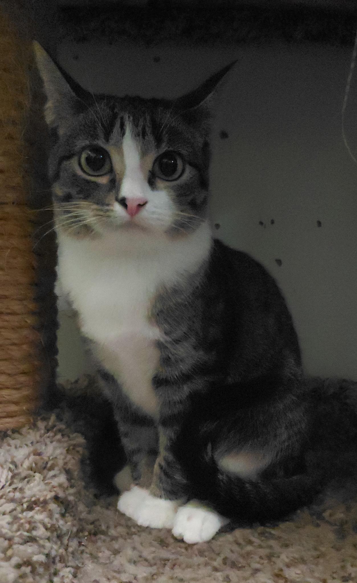 Enlarge Wonder, a Adoptable Domestic Short Hair in Billings, MT image 3/5