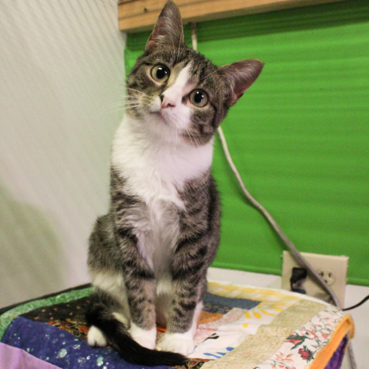 Enlarge Wonder, a Adoptable Domestic Short Hair in Billings, MT image 1/5