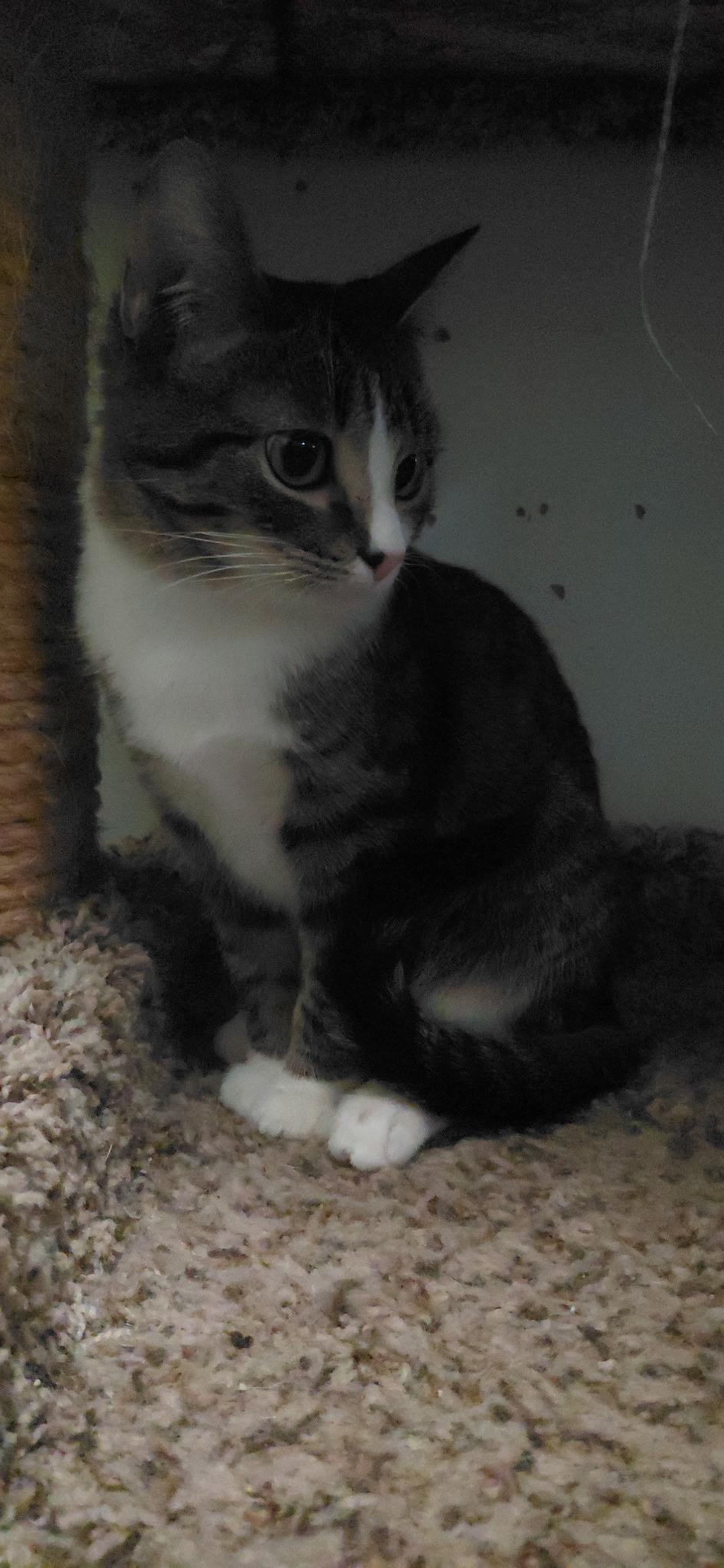 Enlarge Wonder, a Adoptable Domestic Short Hair in Billings, MT image 4/5