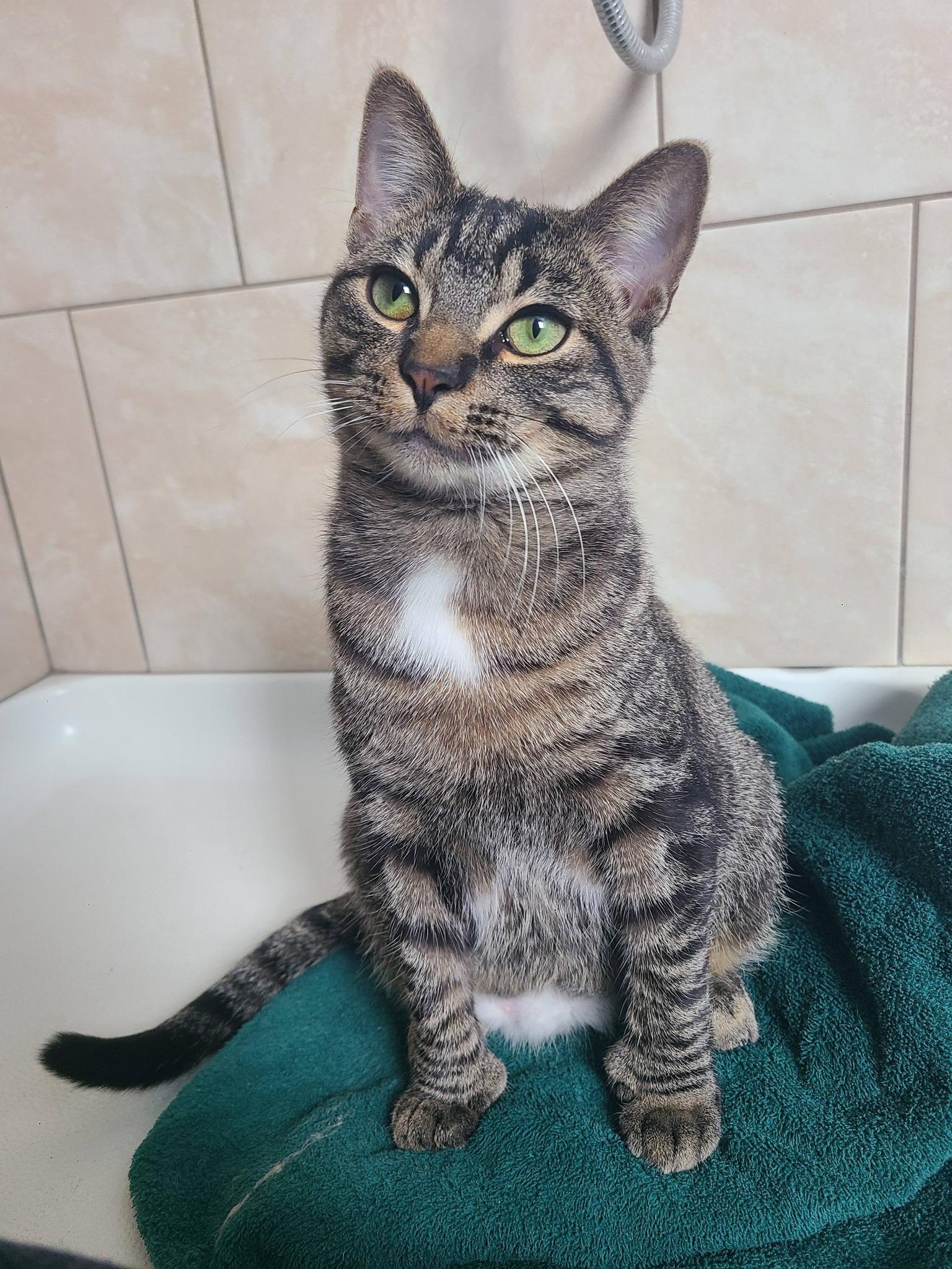 Big Joe, ADOPTABLE, Young Male Domestic Short Hair.