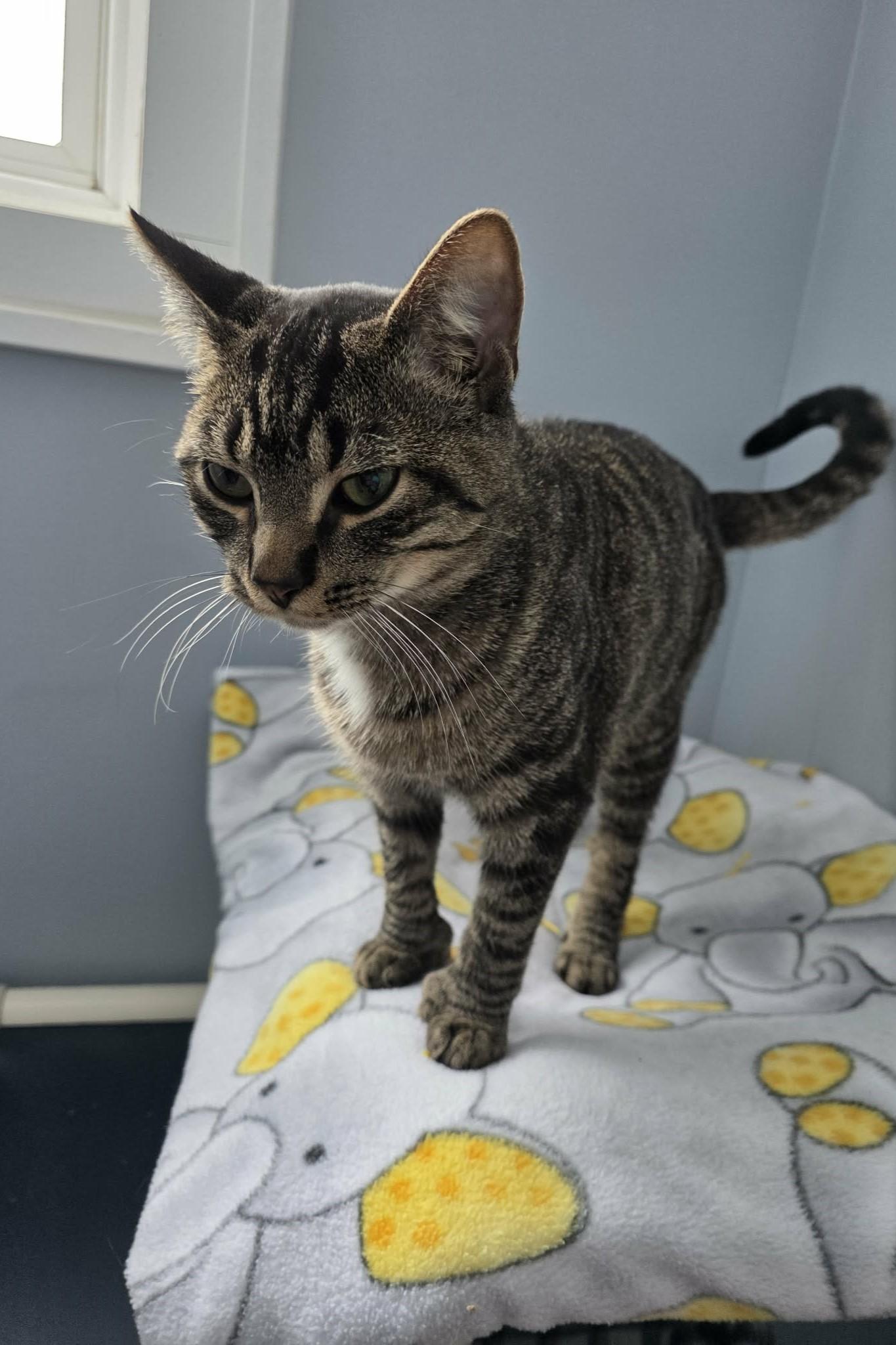 Enlarge Big Joe, a ADOPTABLE Domestic Short Hair in Elizabeth, IL image 2/2