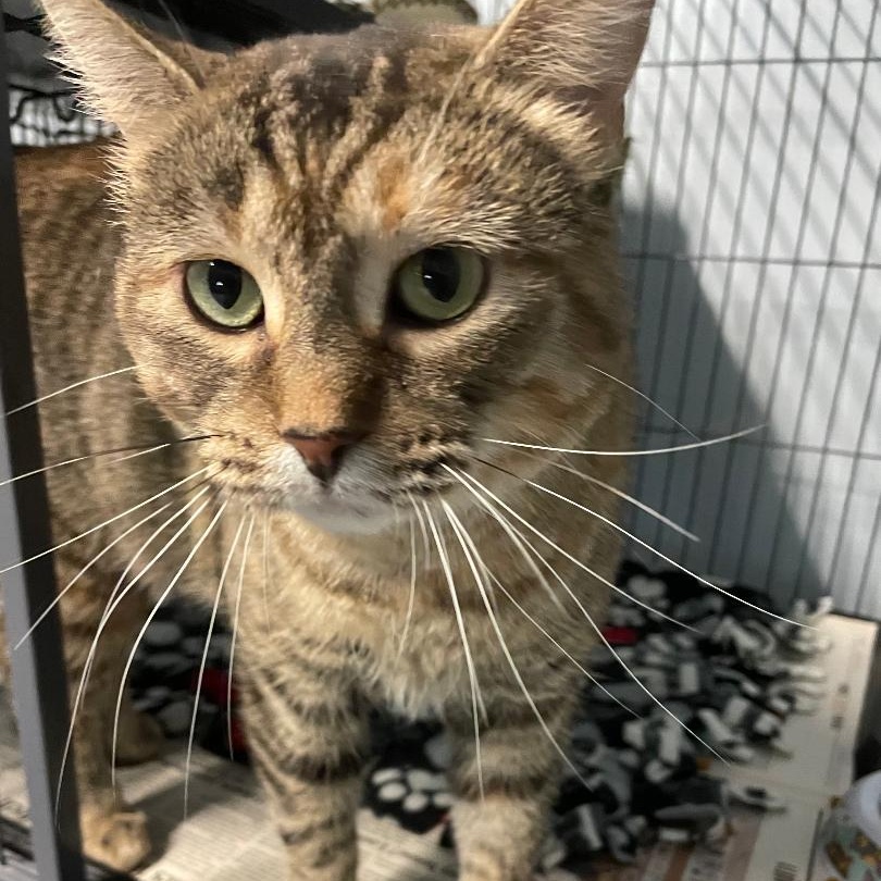 Jean, adoptable, Young Female Domestic Short Hair.