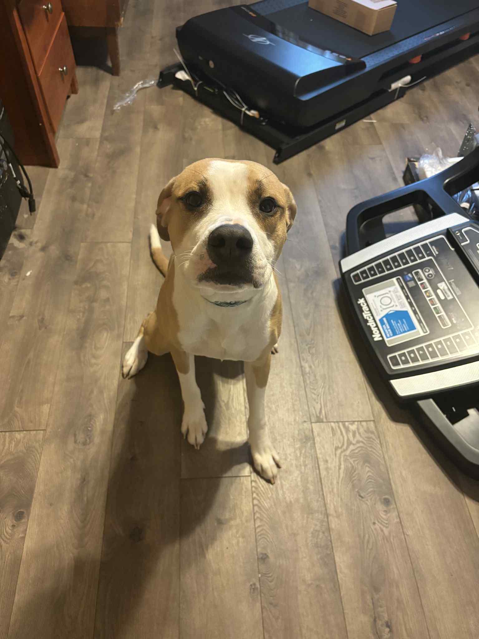 Natchez, a Adoptable mixed breed in Dayton, OH image 4/6