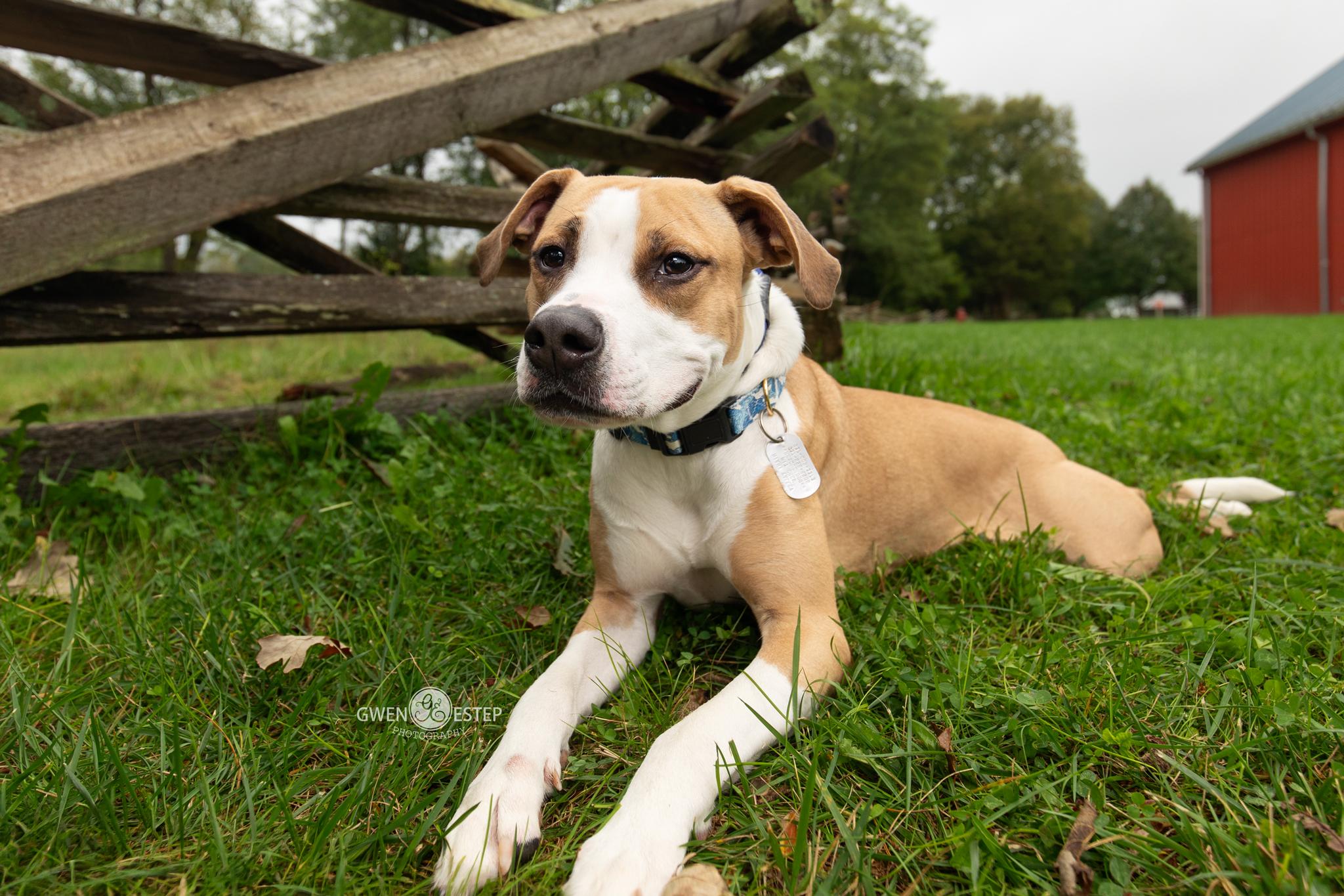 Enlarge Natchez, a Adoptable mixed breed in Dayton, OH image 4/6