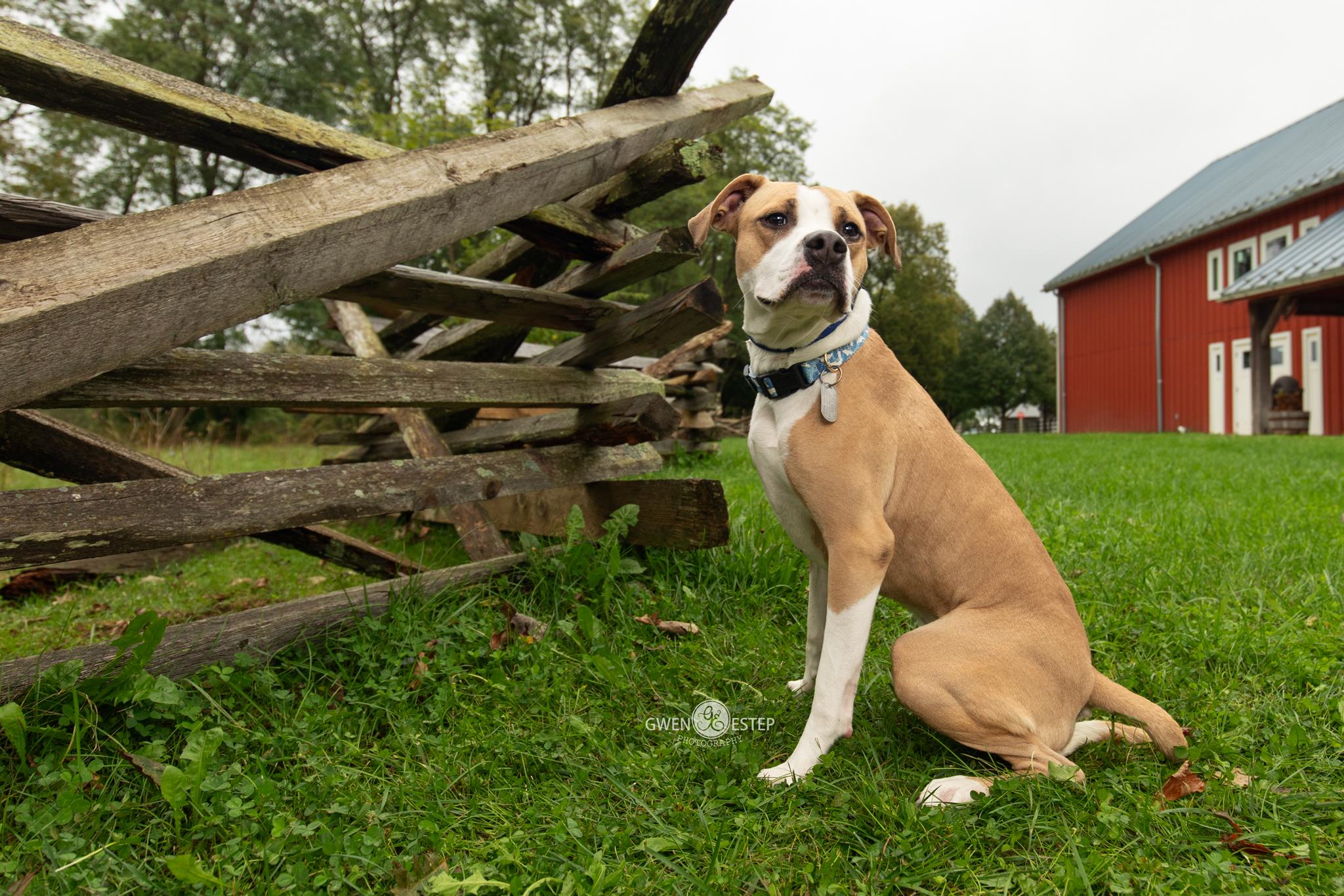 Enlarge Natchez, a Adoptable mixed breed in Dayton, OH image 3/6
