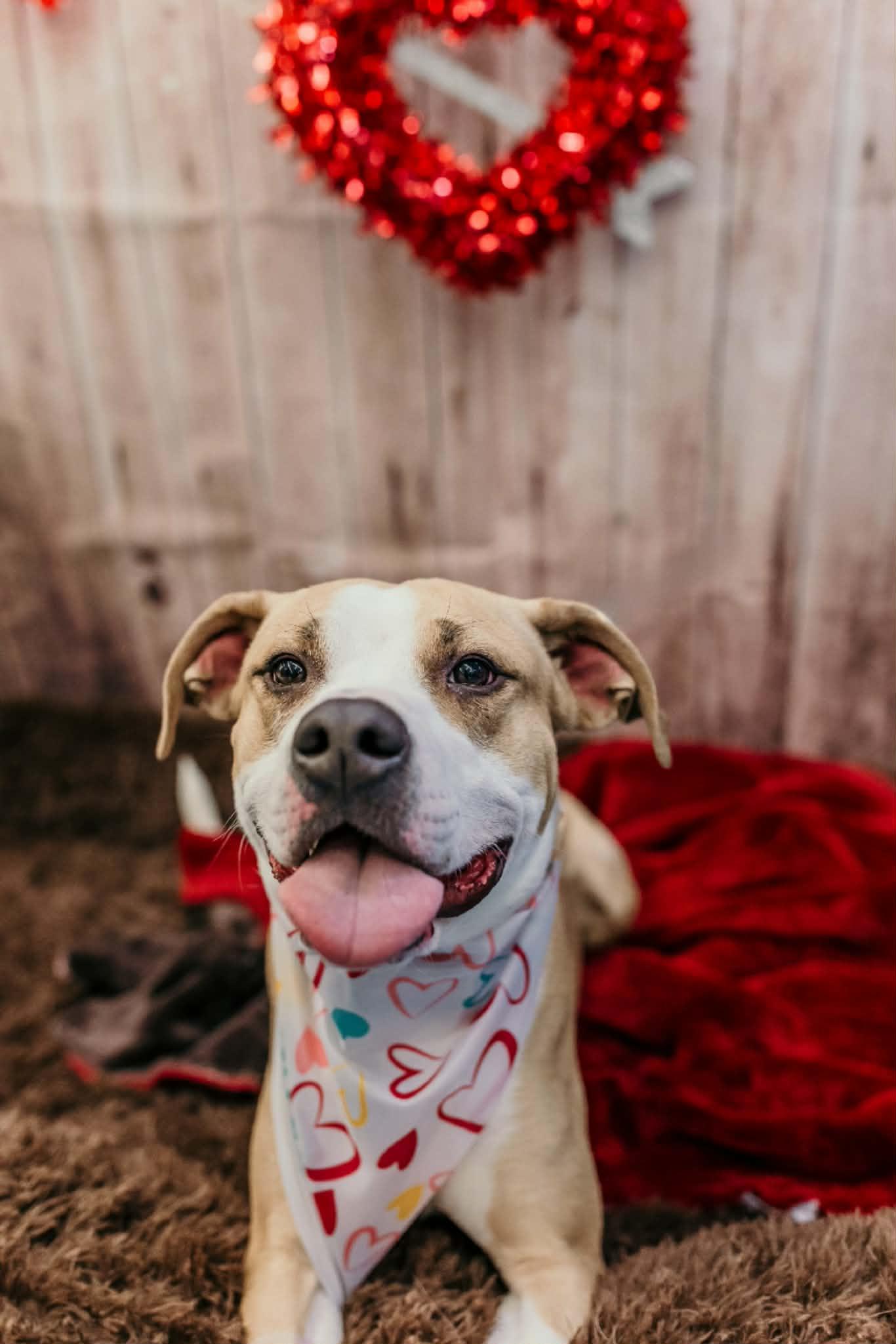 Natchez, a Adoptable mixed breed in Dayton, OH image 3/6