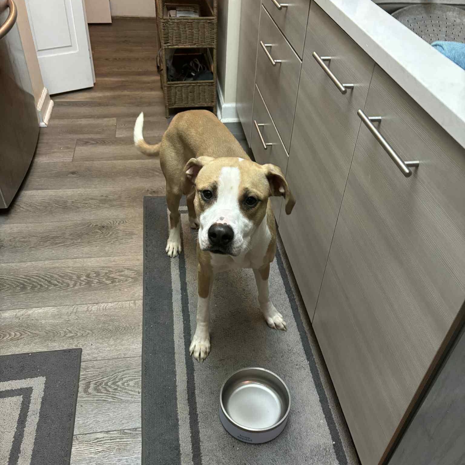 Natchez, a Adoptable mixed breed in Dayton, OH image 3/6