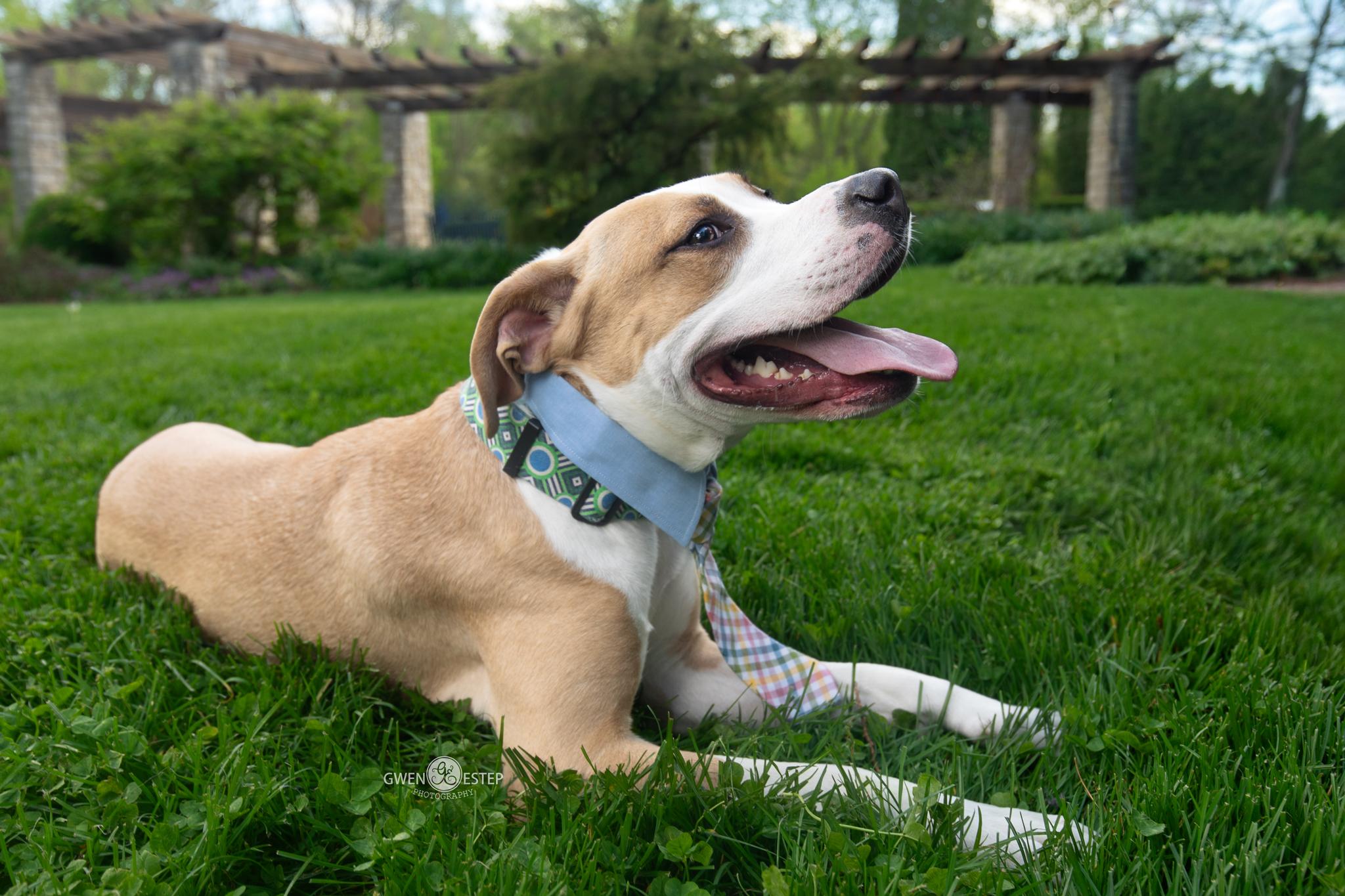 Natchez, a Adoptable mixed breed in Dayton, OH image 3/6