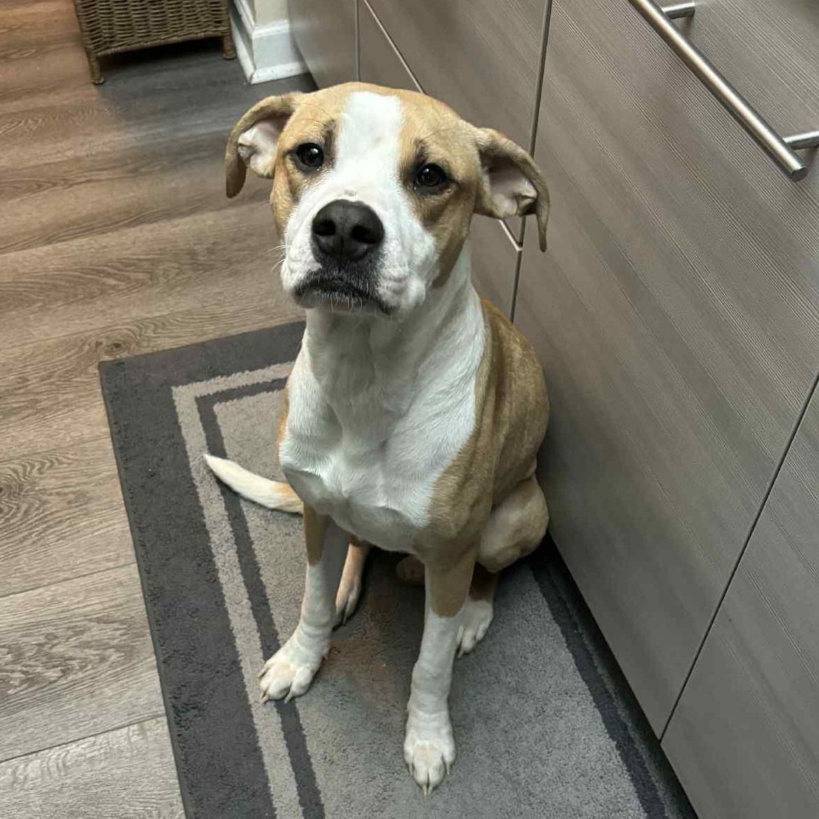 Natchez, Adoptable, Young Male Pit Bull Terrier.