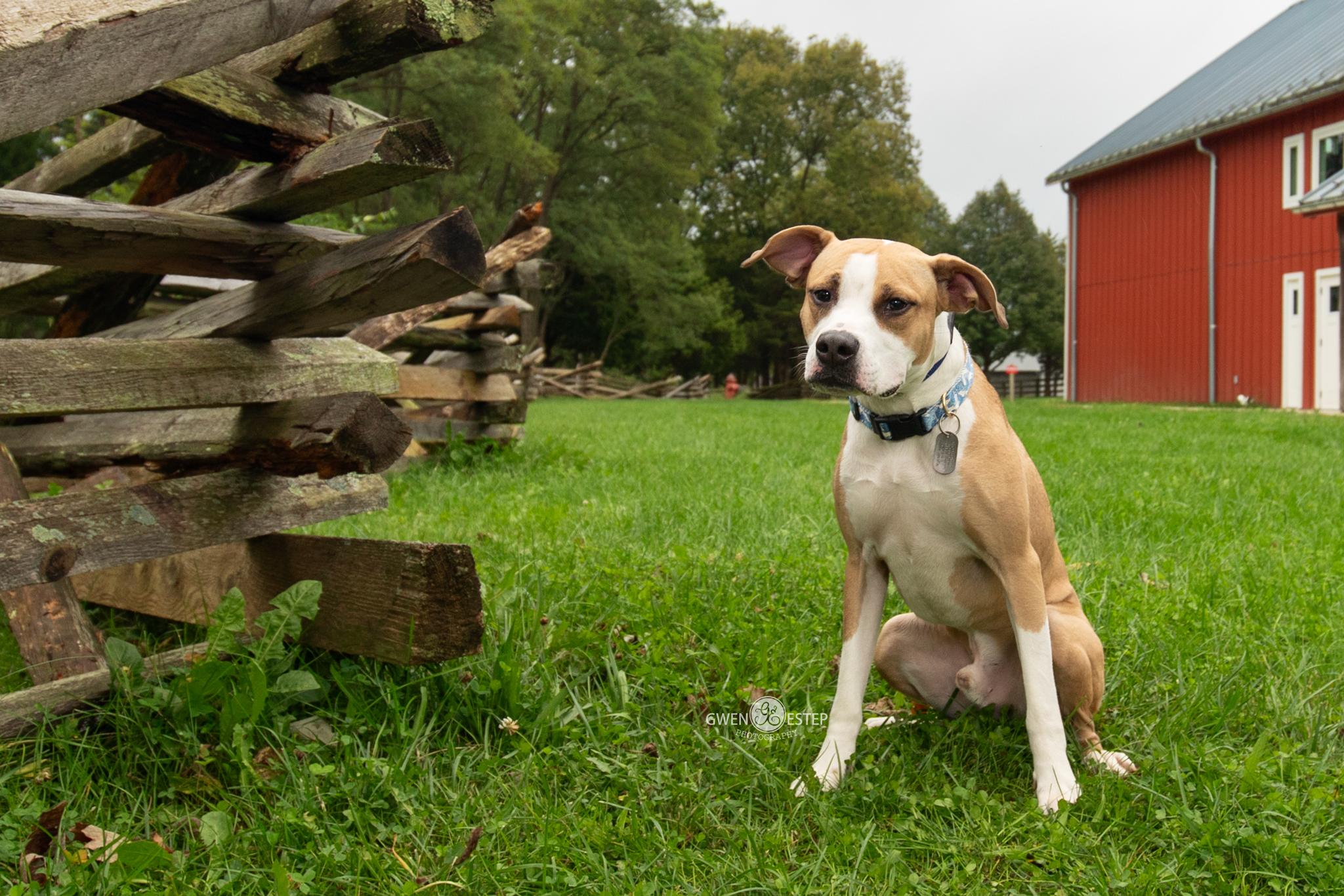 Natchez, Adoptable, Young Male Pit Bull Terrier.