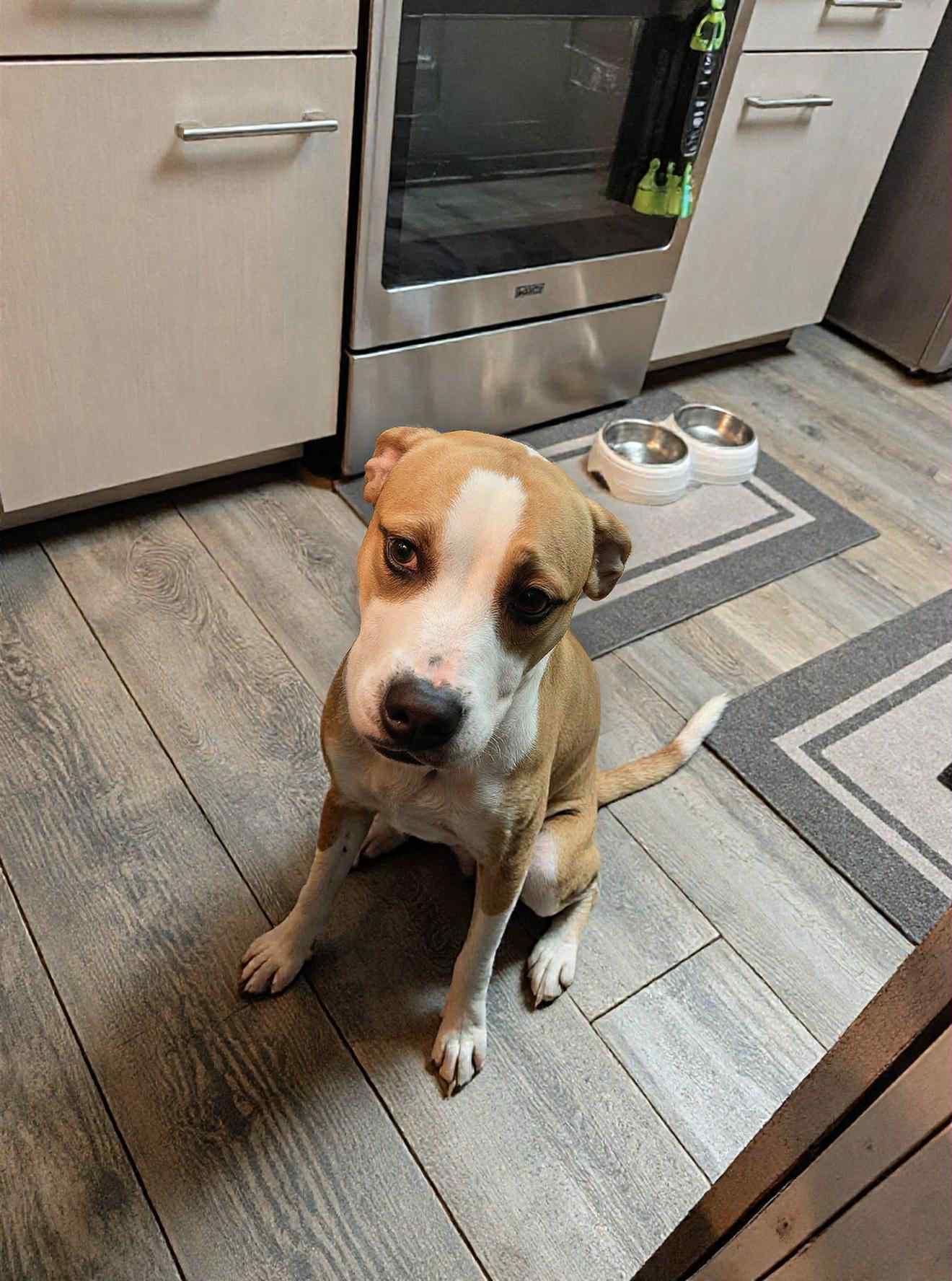 Natchez, a Adoptable mixed breed in Dayton, OH image 6/6