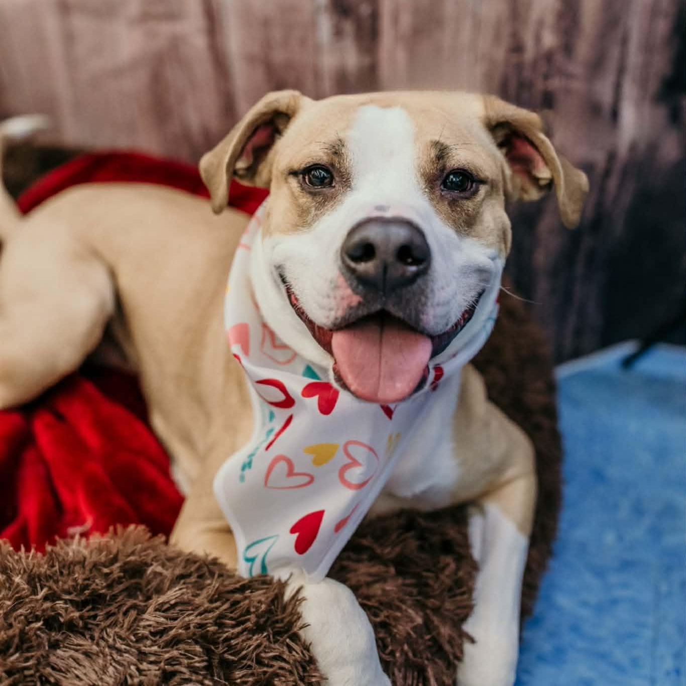 Natchez, a Adoptable mixed breed in Dayton, OH image 1/6