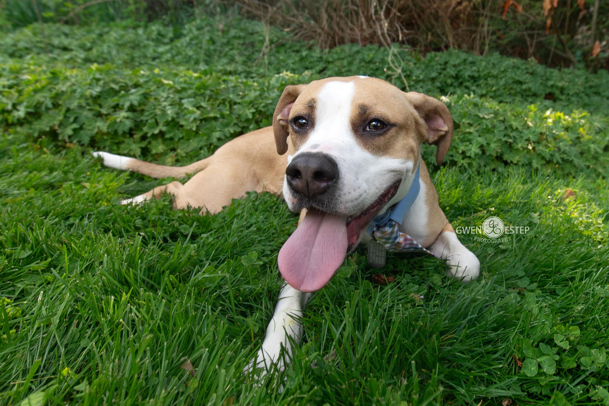 Natchez, Adoptable, Young Male Pit Bull Terrier.