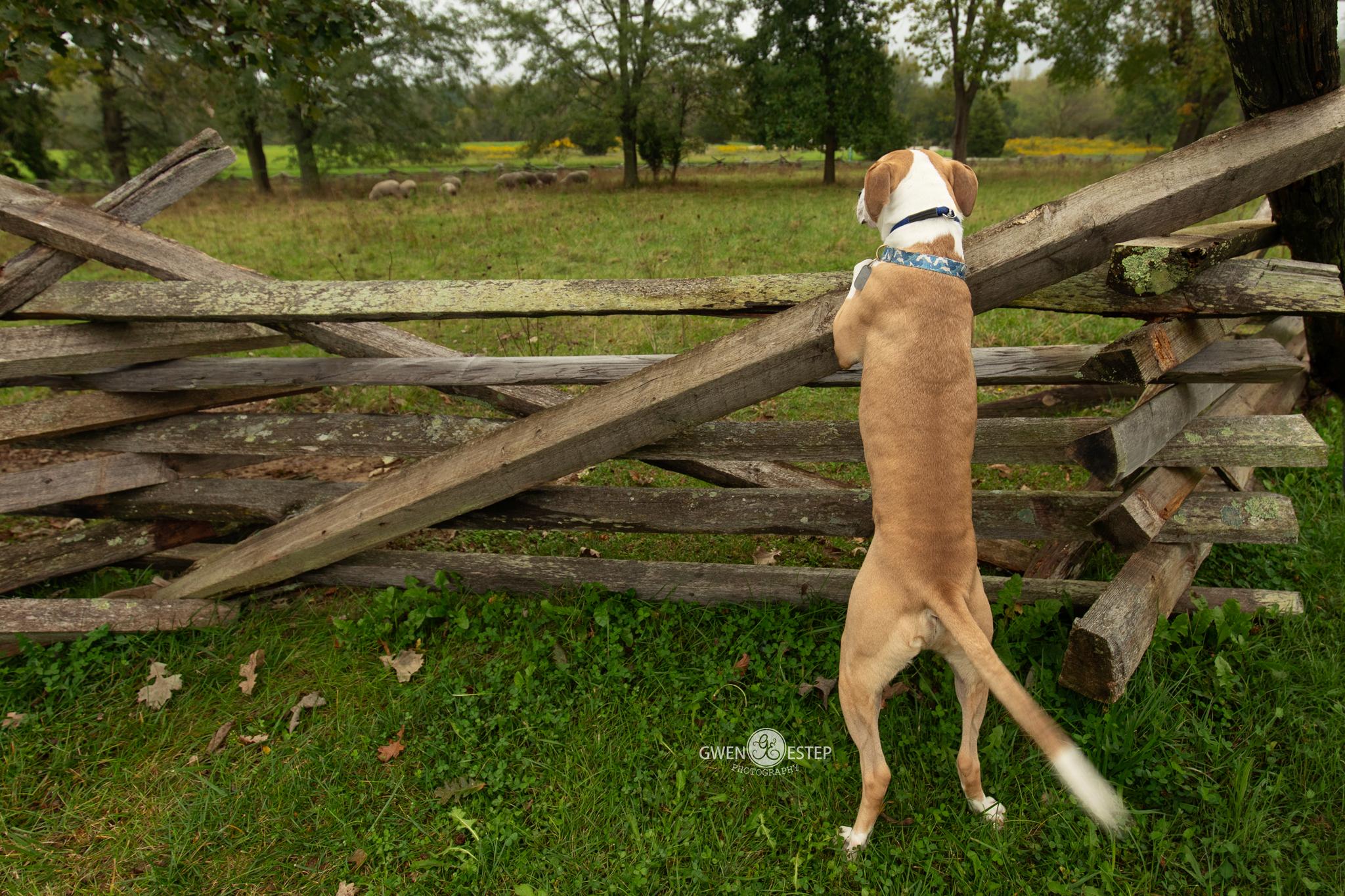 Enlarge Natchez, a Adoptable mixed breed in Dayton, OH image 5/6