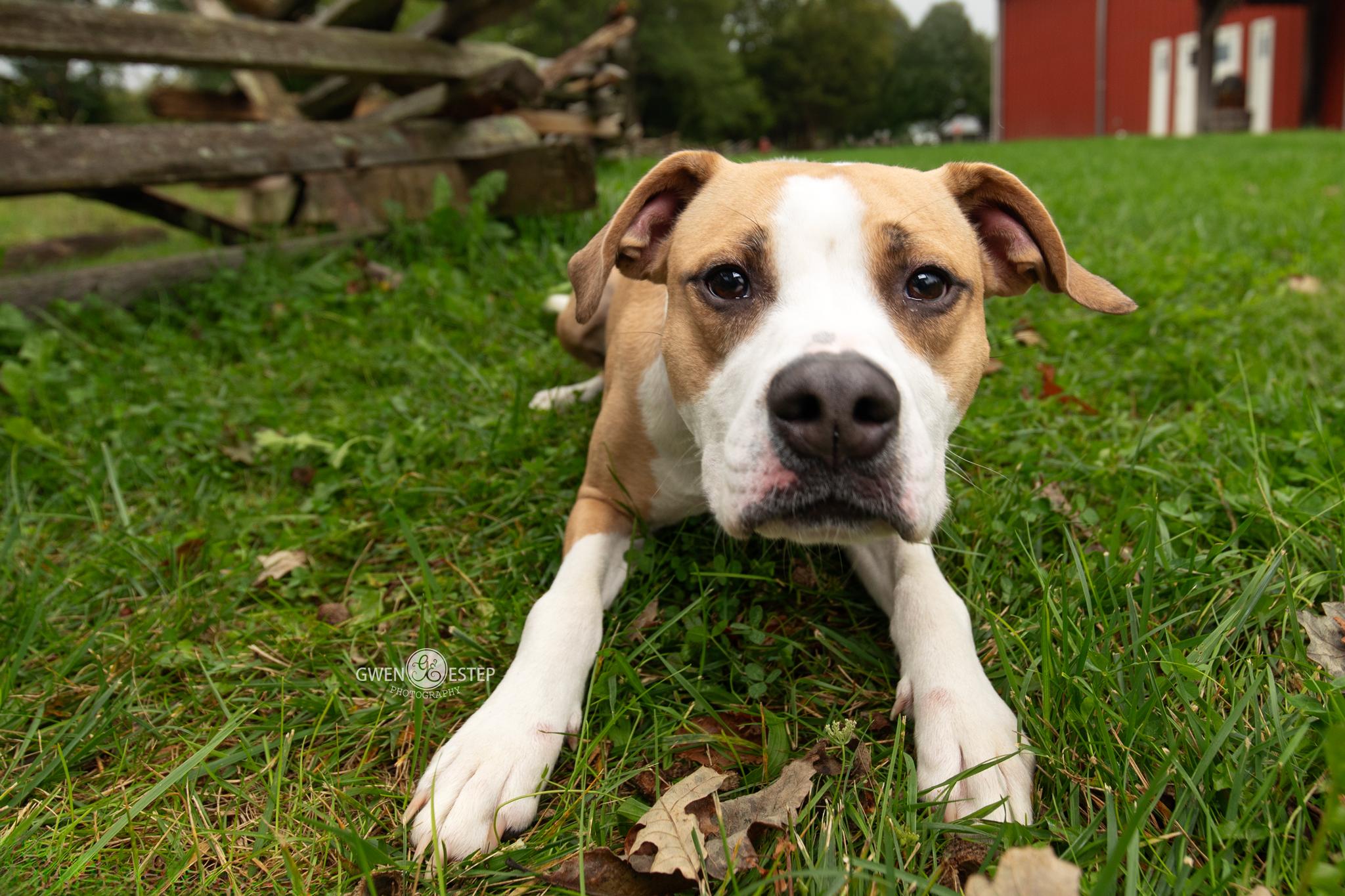 Enlarge Natchez, a Adoptable mixed breed in Dayton, OH image 2/6