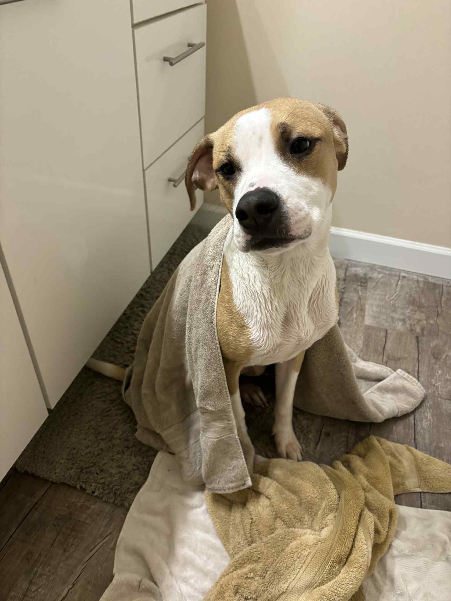 Natchez, a Adoptable mixed breed in Dayton, OH image 2/6