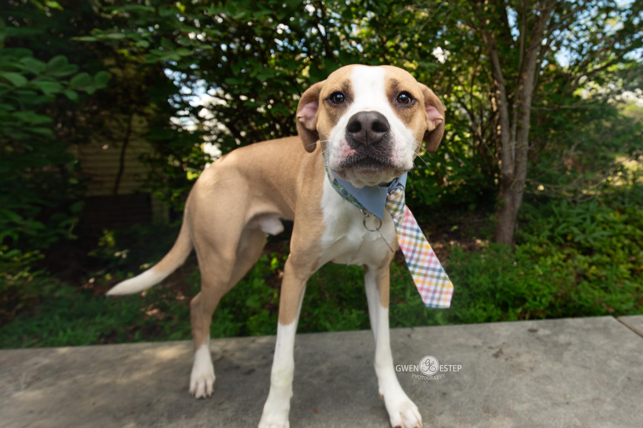 Natchez, a Adoptable mixed breed in Dayton, OH image 2/6