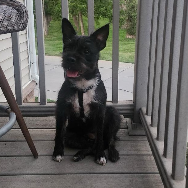 Enlarge Peaches in NE, a ADOPTABLE mixed breed in Elkhorn, NE image 2/6