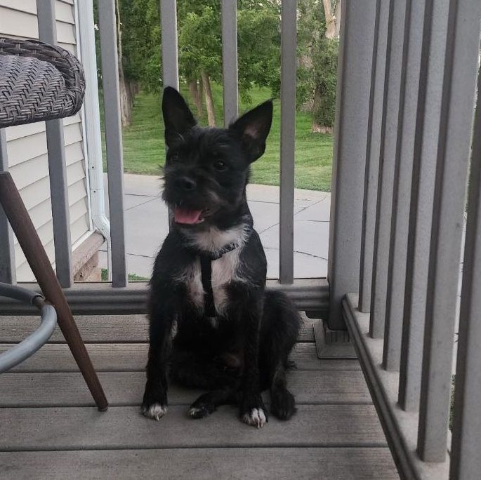 Peaches in NE, a ADOPTABLE mixed breed in Elkhorn, NE image 2/4