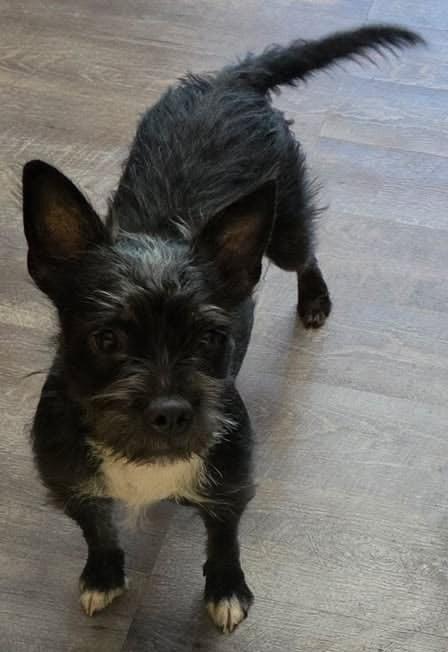 Peaches in NE, ADOPTABLE, Young Female Boston Terrier & Poodle.