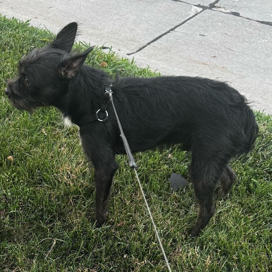 Peaches in NE, a ADOPTABLE mixed breed in Elkhorn, NE image 4/4