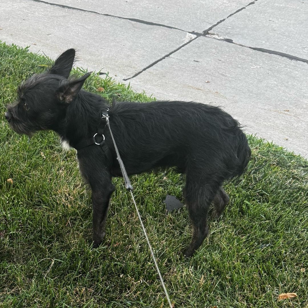 Enlarge Peaches in NE, a ADOPTABLE mixed breed in Elkhorn, NE image 4/6