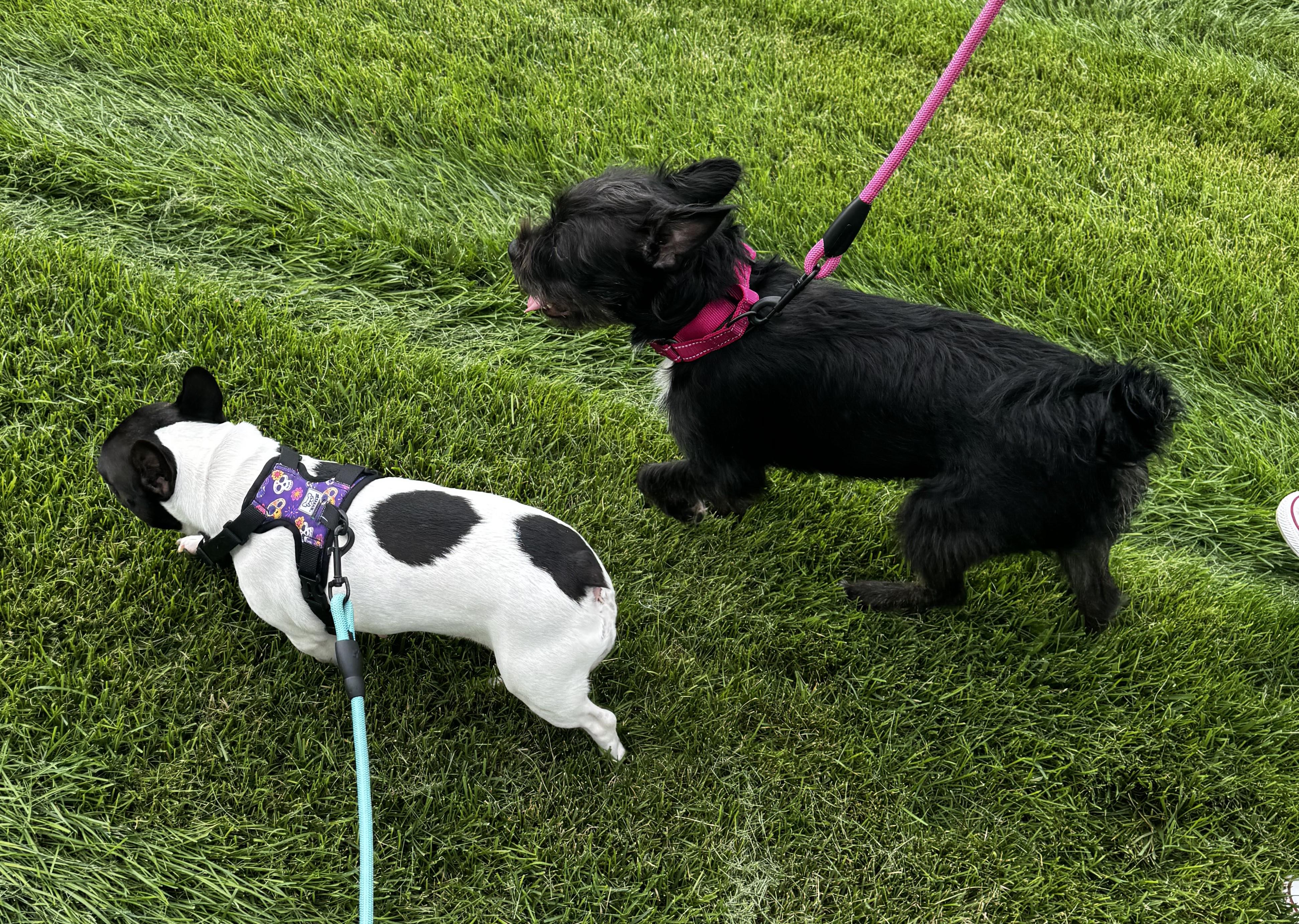 Enlarge Peaches in NE, a ADOPTABLE mixed breed in Elkhorn, NE image 5/6
