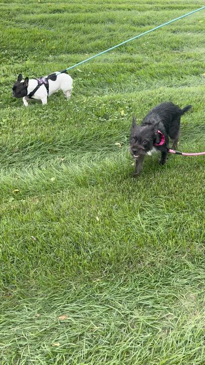 Enlarge Peaches in NE, a ADOPTABLE mixed breed in Elkhorn, NE video 6/6